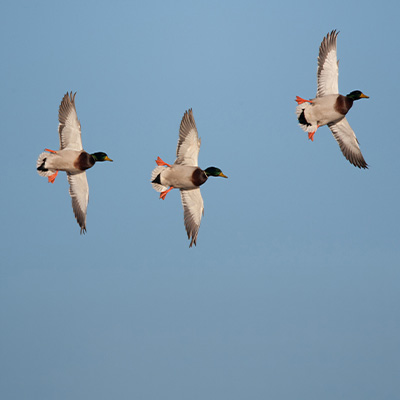 Duck Hunting & Numbers